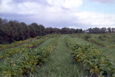 noni cultivation