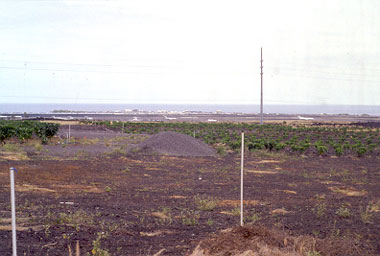 noni cultivation near airport