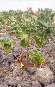 noni cultivation in Kona