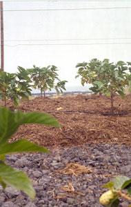 noni cultivation in Kona