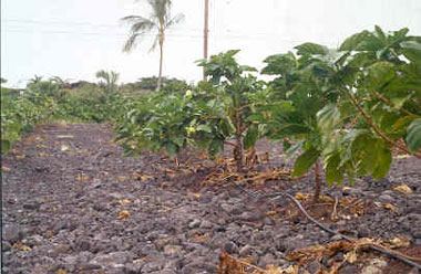 noni cultivationin Kona