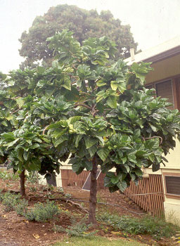 noni in soil