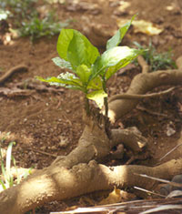 noni root