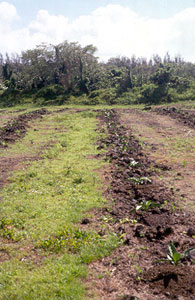 rocky soil noni farm