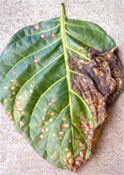 Noni anthracnose