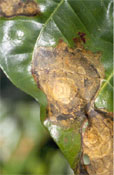 Noni anthracnose