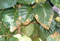 Noni anthracnose