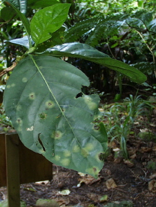 algal leaf spot