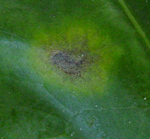 algal leaf spot