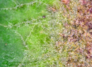 algal thallus