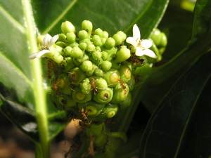 aphids on fruit