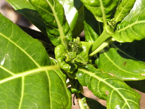 aphids on leaves