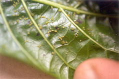 melon aphids