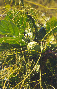 Vines of Cassytha filiformis