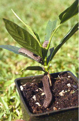 noni stem lesion (canker)
