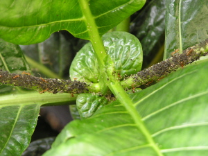 citrus aphids