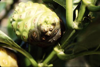 blackened noni fruit