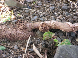 severe symptoms on roots