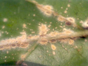 scale insects under noni leaf