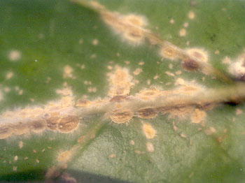 scale insects under noni leaf