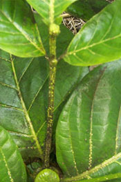 infested noni stem, leaves