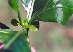 Tiny, pinpoint maroon-colored flecks