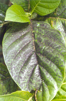 noni leaf with sooty