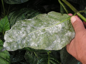 spiraling whitefly