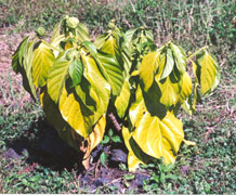 stem blight disease