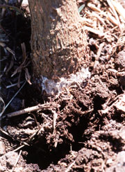 Tufts of white fungal mycelium