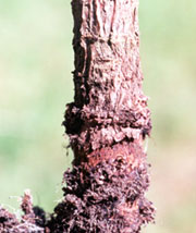 Girdled and cracked noni stem 