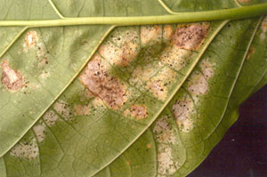 thrips damage on the underside of a noni leaf