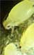 aphids