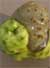 uneven fruit ripening