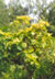 rota pests and diseases