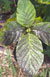 Noni Sooty Mold