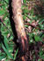 noni stem blight
