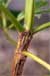 stem canker