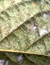 Kirkaldy Whitefly