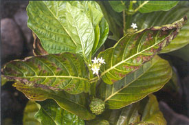 infested noni leaves