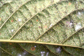immature Kirkaldy whiteflies