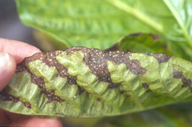 underside of an infested noni leaf