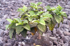 Kirkaldy whitefly damage