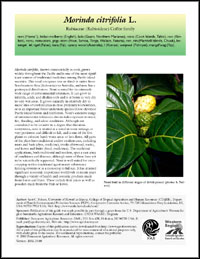 First page of Morinda species profile article