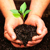 Urban Horticulture