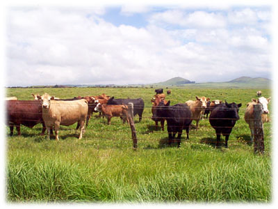 Grazing Cattle