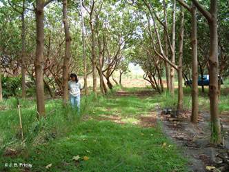 Kali Arce looking at understory crops beneath Kukui Trees
