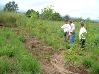 Field Day at Poamoho Expt. Station