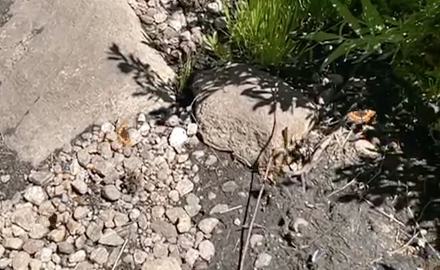 Image of Butterflies