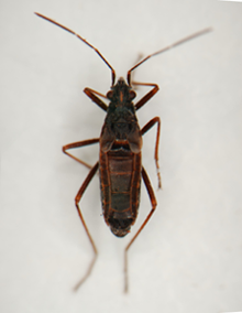 Wekiu-Bug---Male.png